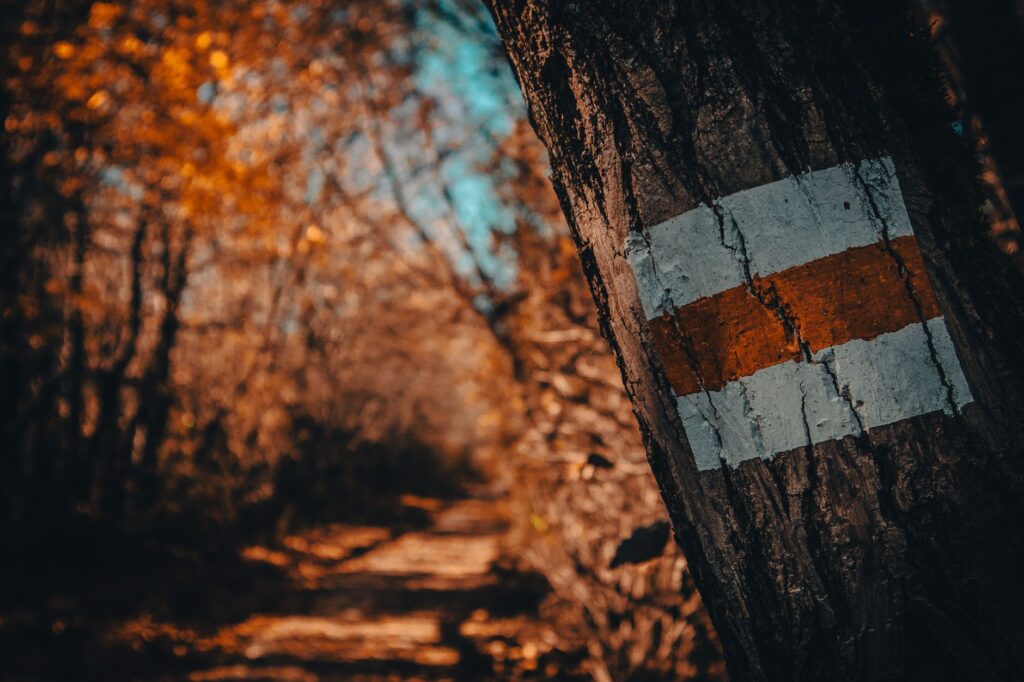 Balisage blanc et orange sur tronc d'arbre, chemin forestier flou en arrière-plan.