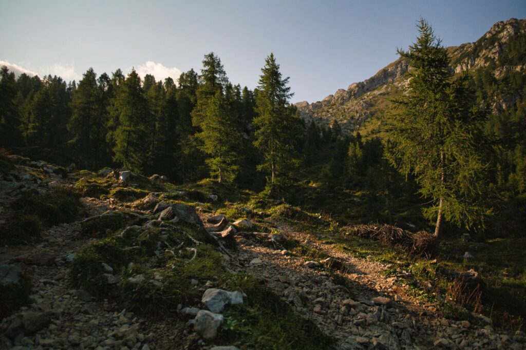 Sentier rocheux et herbeux menant à une forêt de conifères en montagne sous un ciel clair.
