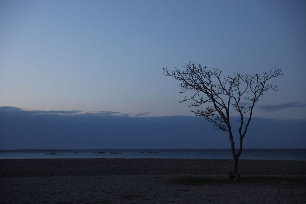 Arbre nu sur plage de sable, mer sombre sous ciel crépusculaire.