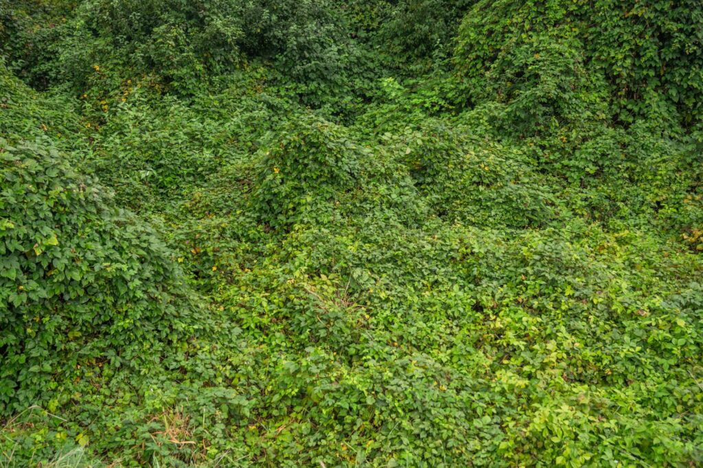 Végétation dense de feuillage vert clair et foncé recouvrant un terrain vallonné.