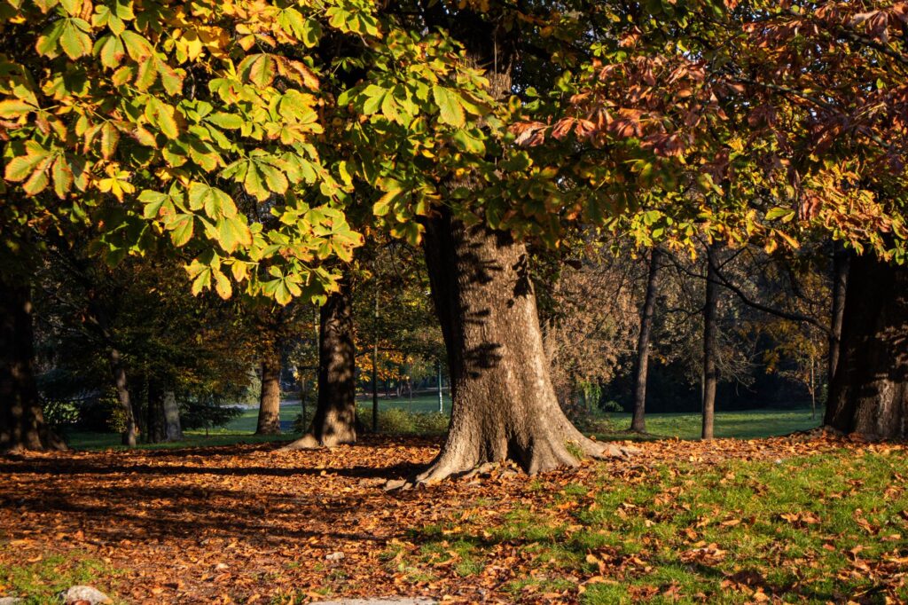 Forêt d'arbres aux feuilles d'automne, sol couvert de feuilles mortes.
