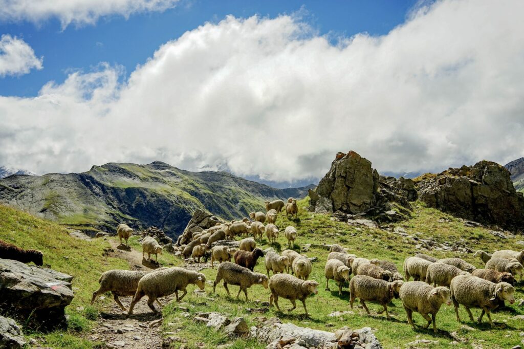 Troupeau de moutons sur un sentier de montagne herbeux sous des nuages blancs.