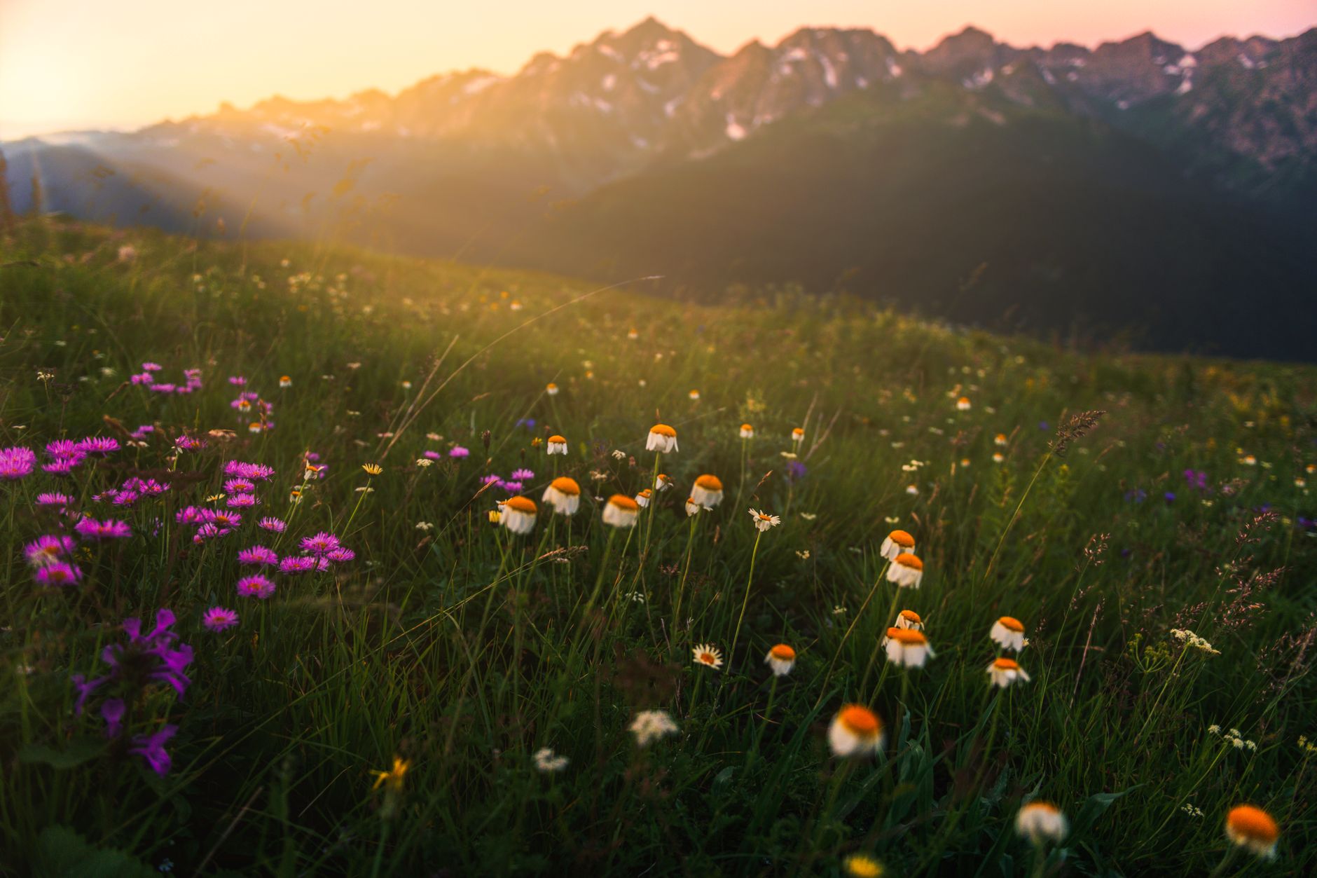 Champ de fleurs sauvages colorées avec montagnes enneigées au coucher du soleil